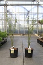 Acer palmatum 'Seiryu' cont. 15L 80-100 cm +f