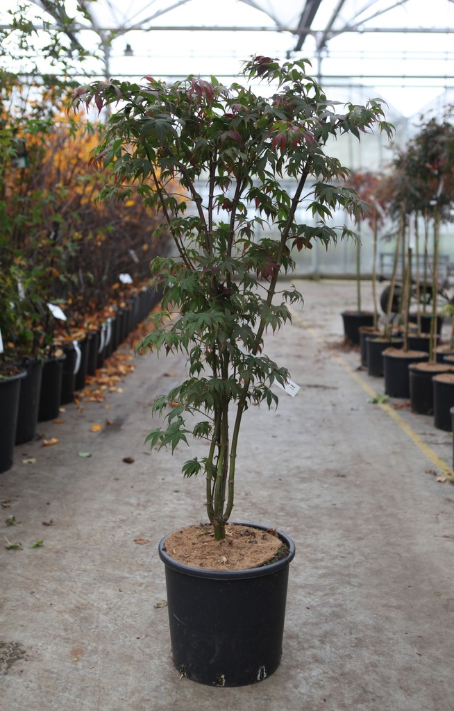 [P] Acer palmatum 'Osakazuki' cont. 15L 100-125 cm +ф
