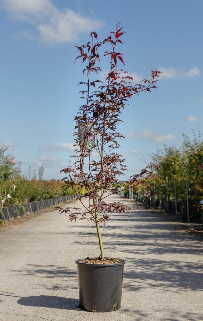 [P] Acer palmatum 'Bloodgood' cont. 12L 100/+ cm +B