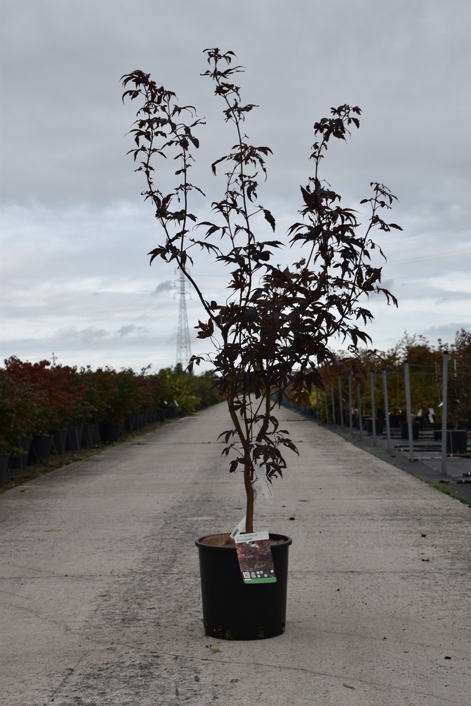 Acer palmatum 'Bloodgood' cont. 12L 100/+ cm +f