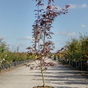 Acer palmatum 'Bloodgood' cont. 12L 100/+ cm +ф