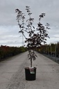 Acer palmatum 'Bloodgood' cont. 12L 100/+ cm +f