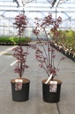 Acer palmatum 'Bloodgood' cont. 12L 100/+ cm +p