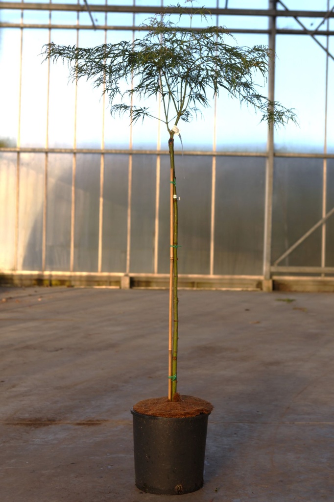 [P] Acer palmatum 'Dissectum Viridis' cont. 12L 90 cm standard (green)