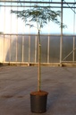 Acer palmatum 'Dissectum Viridis' cont. 12L 90 cm standard (green)