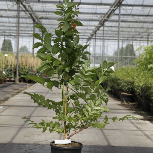 Campsis tagliabuana 'Mme Galen' cont. 7L high 125-150 cm +p