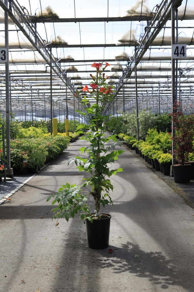 Campsis tagliabuana 'Mme Galen' cont. 7L high 125-150 cm +p