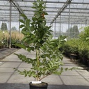 Campsis tagliabuana 'Mme Galen' cont. 7L high 125-150 cm +p