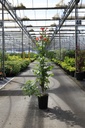 Campsis tagliabuana 'Mme Galen' cont. 7L high 125-150 cm +p