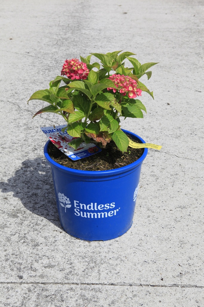 Hydrangea macrophylla Endless Summer® THE ORIGINAL cont. 15L deco (pink) +p