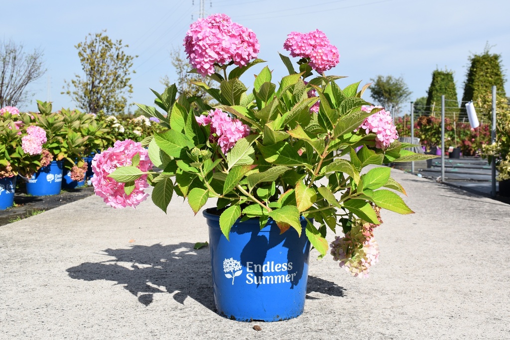 Hydrangea macrophylla Endless Summer® THE ORIGINAL cont. 15L deco (roze) +f