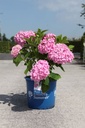 Hydrangea macrophylla Endless Summer® THE ORIGINAL cont. 15L Endl. Summer® (pink) +p
