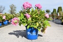 Hydrangea macrophylla Endless Summer® THE ORIGINAL cont. 15L déco (rose) +p