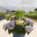 Hydrangea macrophylla Endless Summer® THE ORIGINAL cont. 15L deco (pink) +ф