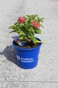 Hydrangea macrophylla Endless Summer® THE ORIGINAL cont. 15L deco (pink) +p