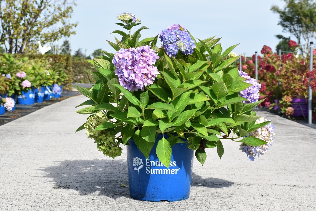 Hydrangea macrophylla Endless Summer® THE ORIGINAL cont. 15L déco (bleu) +p
