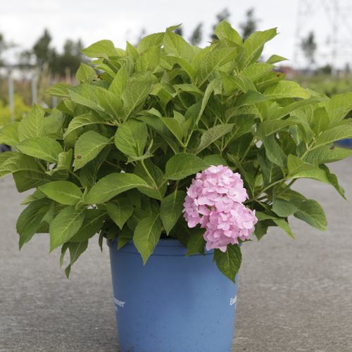 Hydrangea macrophylla Endless Summer® THE ORIGINAL cont. 15L deco (blue) +p