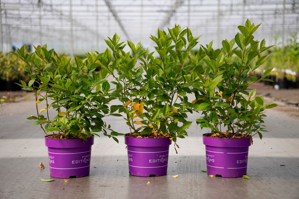 [P] Itea virginica First Editions® LOVE CHILD Kont. 3,6L 30-40 cm +B