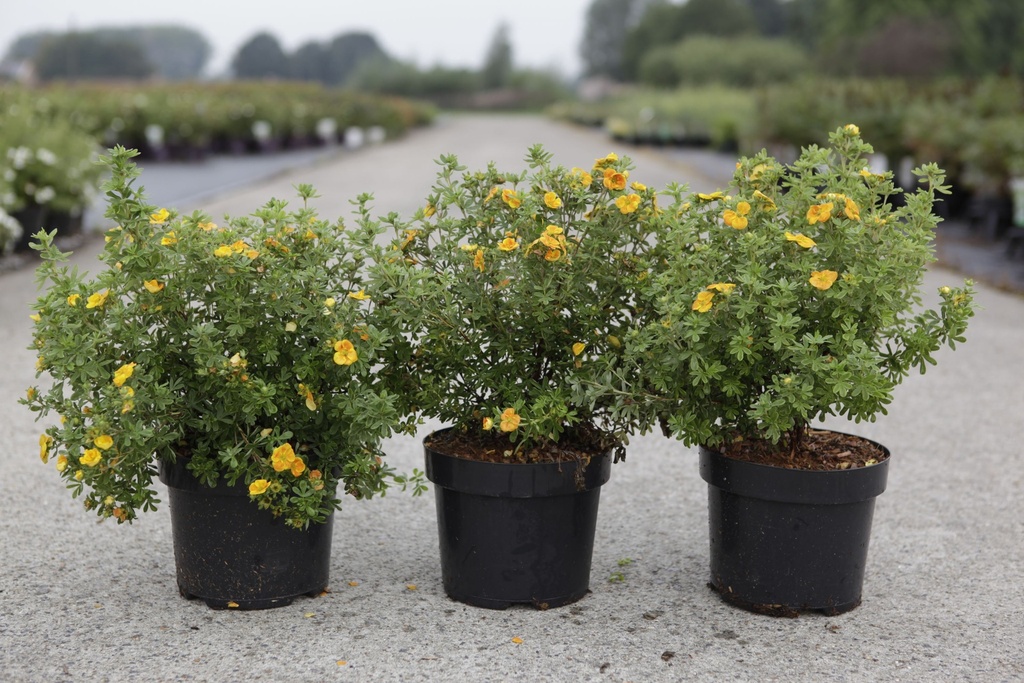 [P] Potentilla fruticosa First Editions® MANDARIN TANGO (PBR) cont. 3,6L 30-40 cm +p