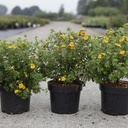 Potentilla fruticosa First Editions® MANDARIN TANGO (PBR) cont. 3,6L 30-40 cm +B