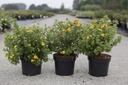 Potentilla fruticosa First Editions® MANDARIN TANGO (PBR) cont. 3,6L 30-40 cm +f