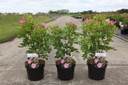 Rosa rugosa JAM-A-LICIOUS (PBR) cont. 3,6L 30-40 cm +ф