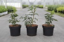 Rosa rugosa JAM-A-LICIOUS (PBR) cont. 3,6L 30-40 cm +p