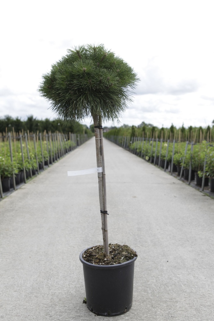 Pinus nigra 'Pierrick Brégeon' cont. 15L 60 cm stam +f