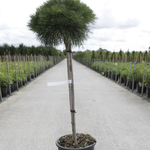 [P] Pinus nigra 'Pierrick Brégeon' cont. 15L 60 cm standard +p