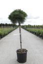 Pinus nigra 'Pierrick Brégeon' cont. 15L 60 cm stam +f