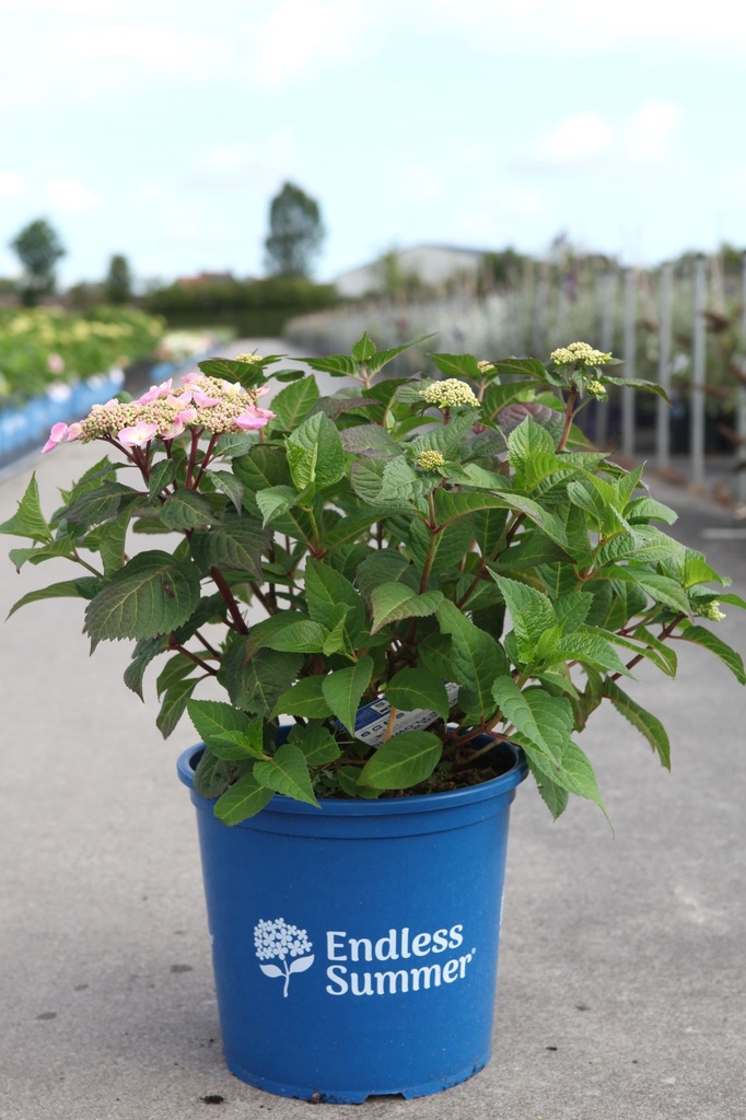 [P] Hydrangea macrophylla Endless Summer® SUMMER LOVE® (PBR) cont. 15L deco +B