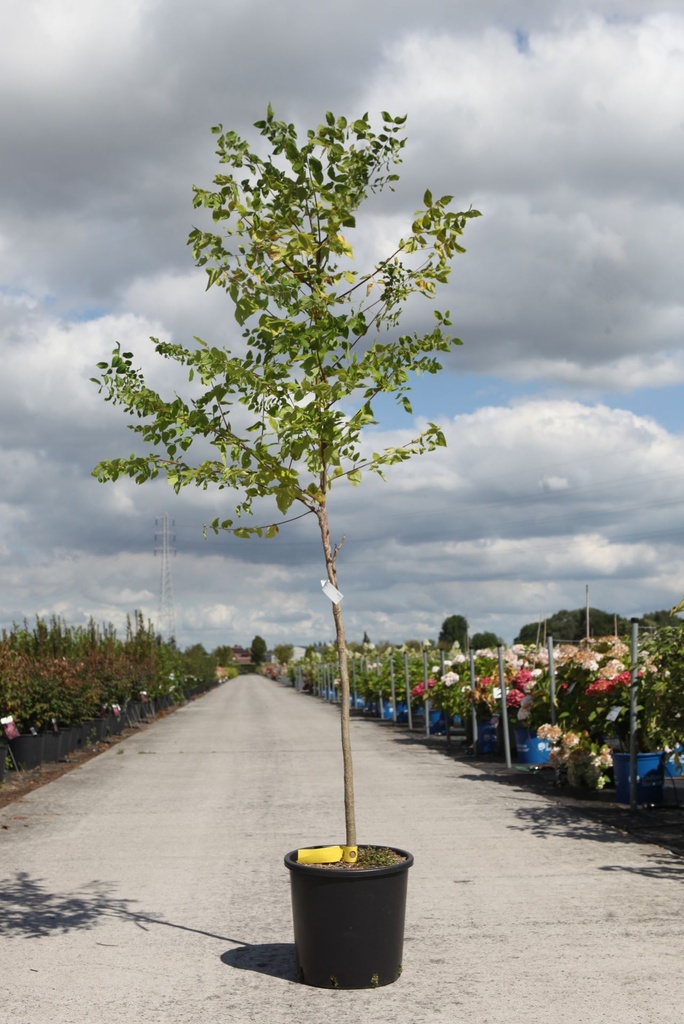 [P] Gymnocladus dioica cont. 15L 100-125 cm