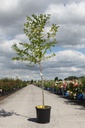 Gymnocladus dioica cont. 15L 100-125 cm