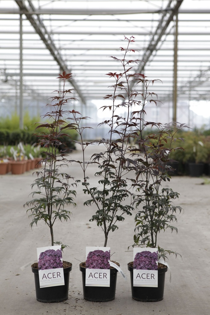 [P] Acer palmatum 'Bloodgood' cont. 4L 50-60 cm +p