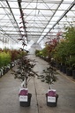 Acer palmatum 'Bloodgood' cont. 4L 50-60 cm +p