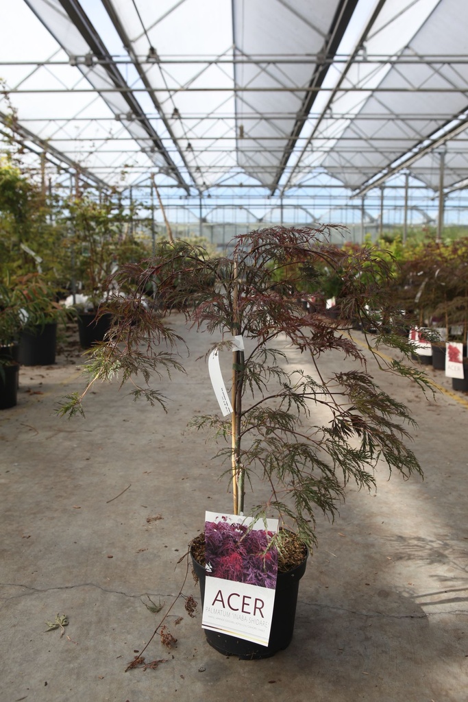 [P] Acer palmatum 'Inaba-shidare' cont. 4L 40-50 cm +p