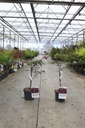 Acer palmatum 'Inaba-shidare' cont. 4L 40-50 cm +f