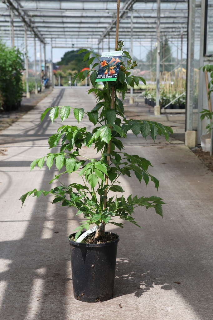 Campsis tagliabuana INDIAN SUMMER (PBR) cont. 7L high 100/+ cm +p