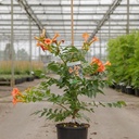 Campsis tagliabuana INDIAN SUMMER (PBR) cont. 7L high 100/+ cm +ф