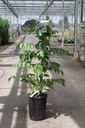 Campsis tagliabuana INDIAN SUMMER (PBR) cont. 7L high 100/+ cm +p