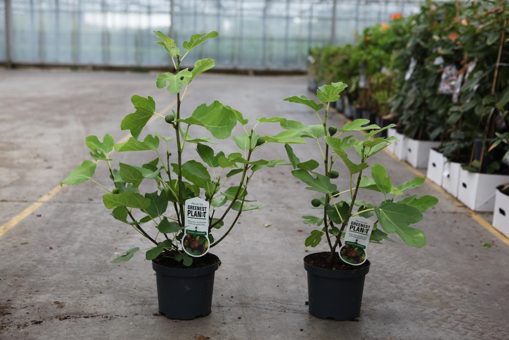 [P] Ficus carica 'Del Portogallo' cont. 3,6L 30-40 cm +f
