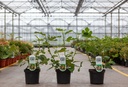 Ficus carica 'Del Portogallo' cont. 3,6L 30-40 cm +f