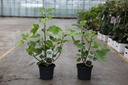 Ficus carica 'Del Portogallo' cont. 3,6L 30-40 cm +f