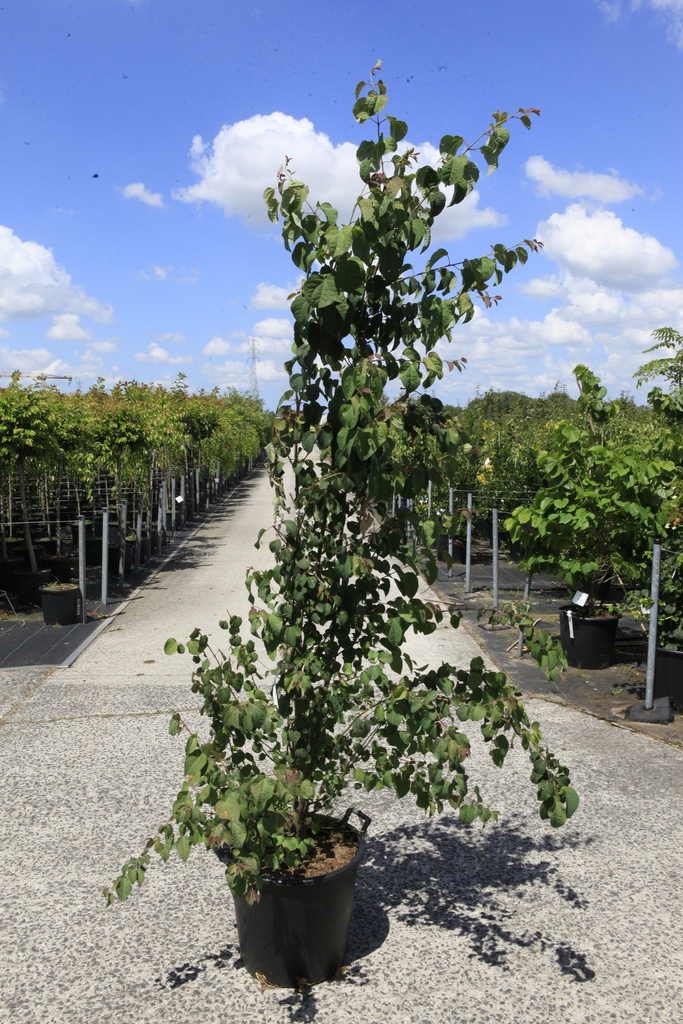 Cercidiphyllum japonicum cont. 35L 175/+ cm +f