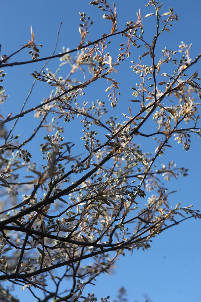 [P] Amelanchier lamarckii cont. 30L 100-125 cm
