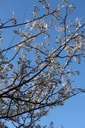 Amelanchier lamarckii cont. 25L 150-175 cm +p