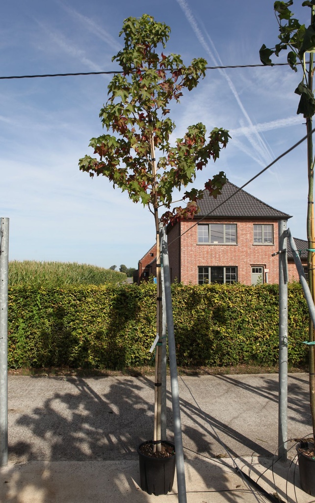 [P] Liquidambar styraciflua cont. 18L standard 6-8