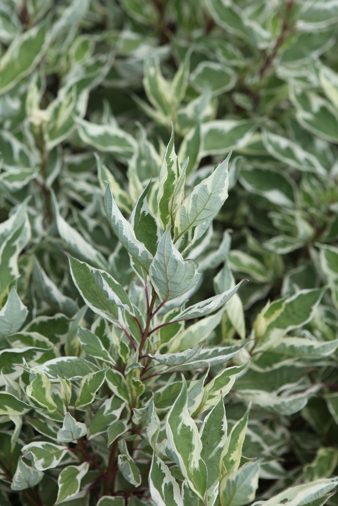 Cornus alba IVORY HALO® (PBR) cont. 0,5L plantgoed (P10,5)