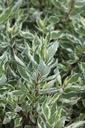 Cornus alba IVORY HALO® (PBR) cont. 0,5L plantgoed (P10,5)