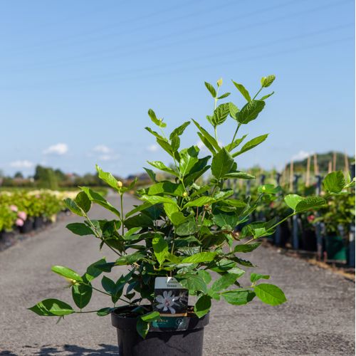 Calycanthus 'Venus' cont. 10L 60/+ cm +ф